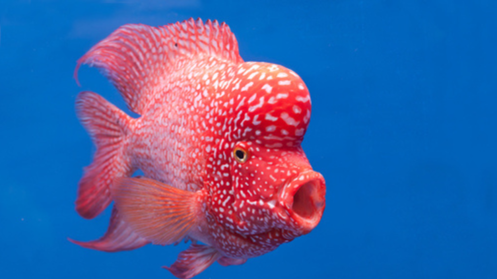 Aquarium at Home as per Vastu